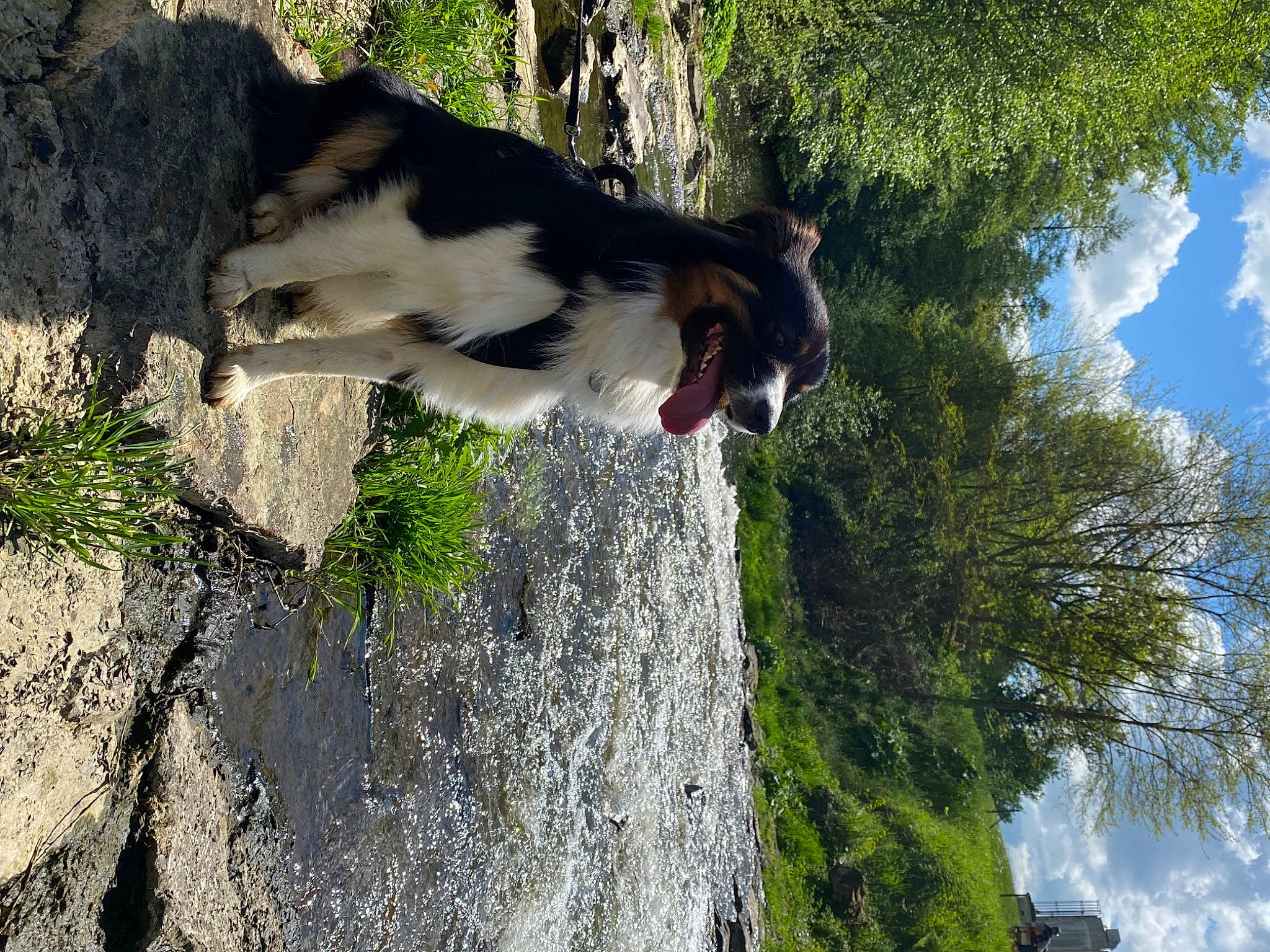 Saïko participe au concours pour gagner de l'argent avec cette photo : adventure, bedrock, biome, canidae, carnivore, cloud, dog, dog_breed, forest, grass, plant, recreation, rock, sky, sporting_group, tree, trunk, wilderness, wildlife, wood