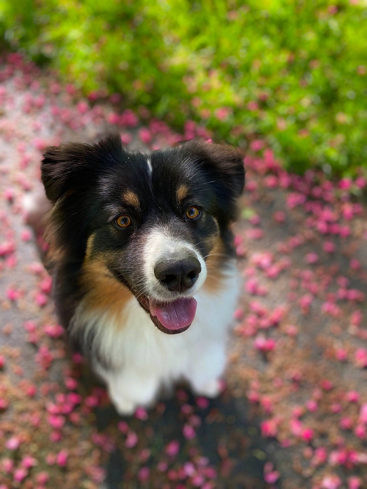 Saïko a rejoint le concours — aidez-le/la à gagner de superbes lots ! art, australian_collie, australian_shepherd, border_collie, canidae, carnivore, companion_dog, dog, dog_breed, flower, grass, groundcover, herding_dog, magenta, plant, puppy, snout, sporting_group, whiskers, working_dog