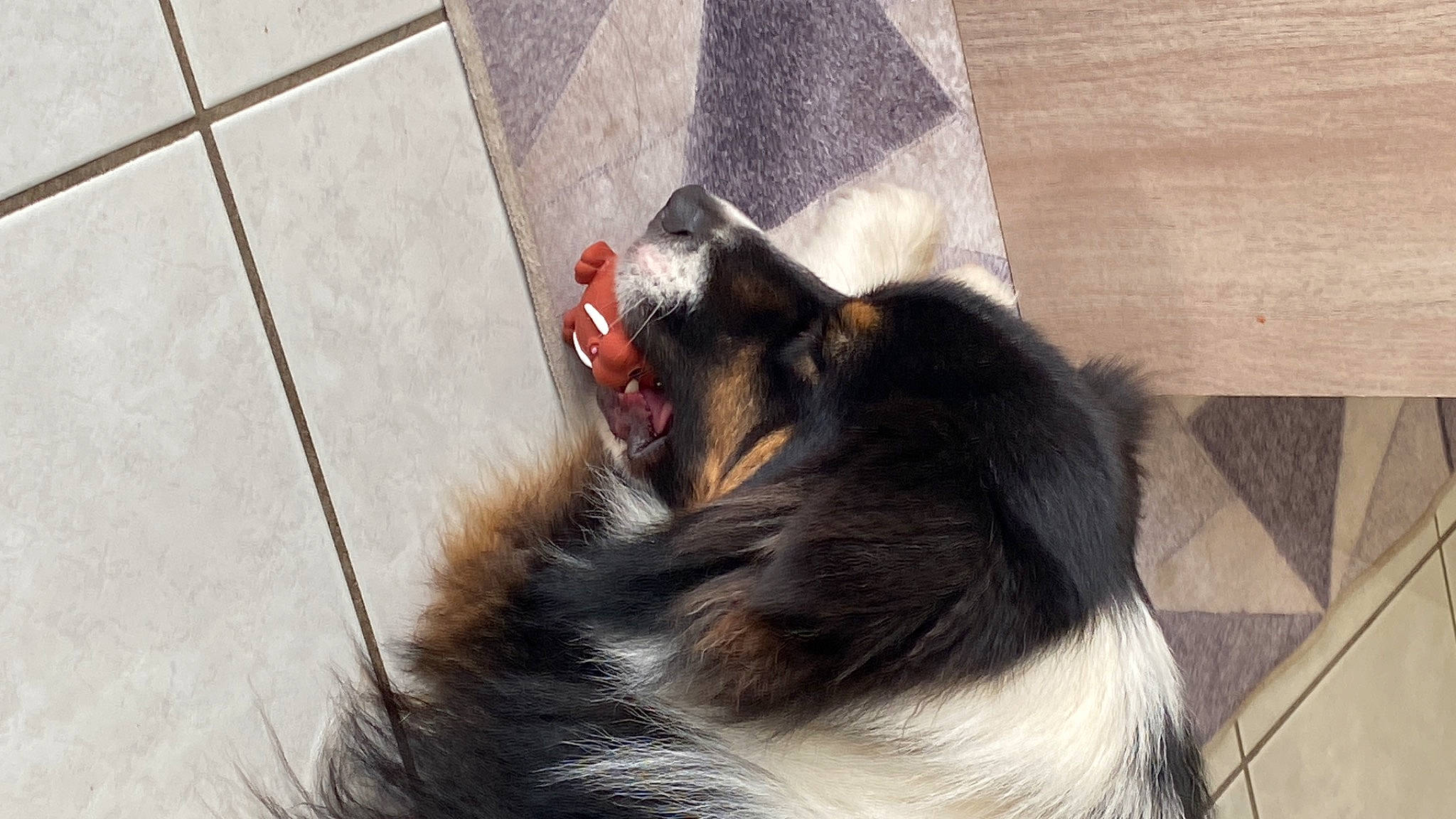 Saïko a rejoint le concours — aidez-le/la à gagner de superbes lots ! border_collie, canidae, carnivore, claw, collie, companion_dog, dog, dog_breed, felidae, flooring, fur, herding_dog, paw, snout, sporting_group, tail, terrestrial_animal, vertebrate, whiskers, wood