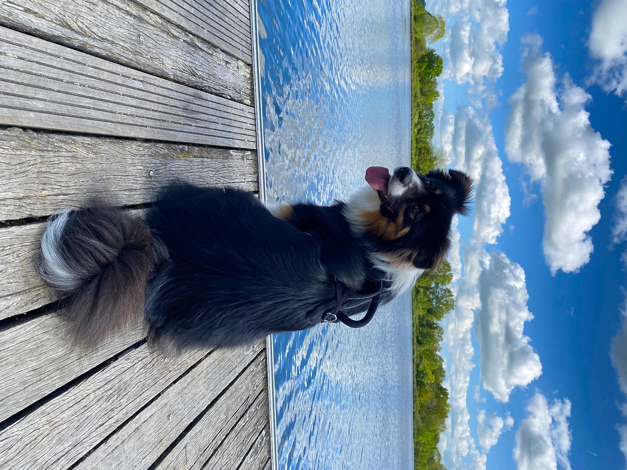 Saïko a rejoint le concours — aidez-le/la à gagner de superbes lots ! blue, carnivore, cloud, companion_dog, cumulus, dog, dog_breed, dress, electric_blue, flooring, fur, reflection, shadow, sky, sporting_group, tail, tree, water, window, wood