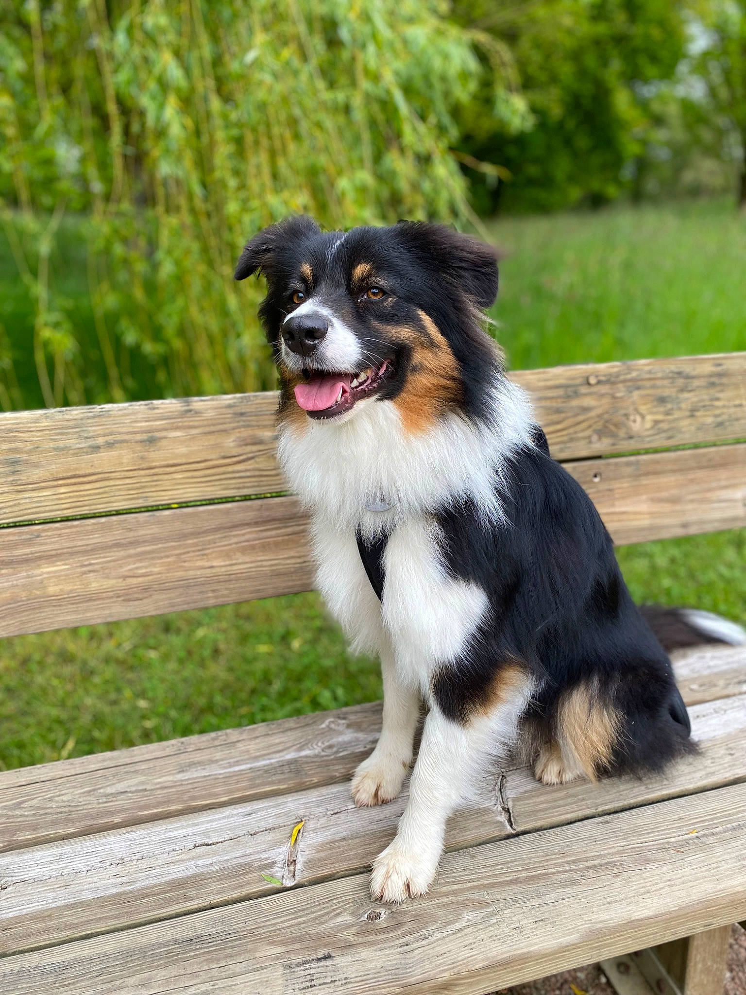 Saïko a rejoint le concours — aidez-le/la à gagner de superbes lots ! border_collie, canidae, carnivore, companion_dog, dog, dog_breed, grass, herding_dog, plant, recreation, sporting_group, sports, sports_equipment, tree, wood, working_animal, working_dog