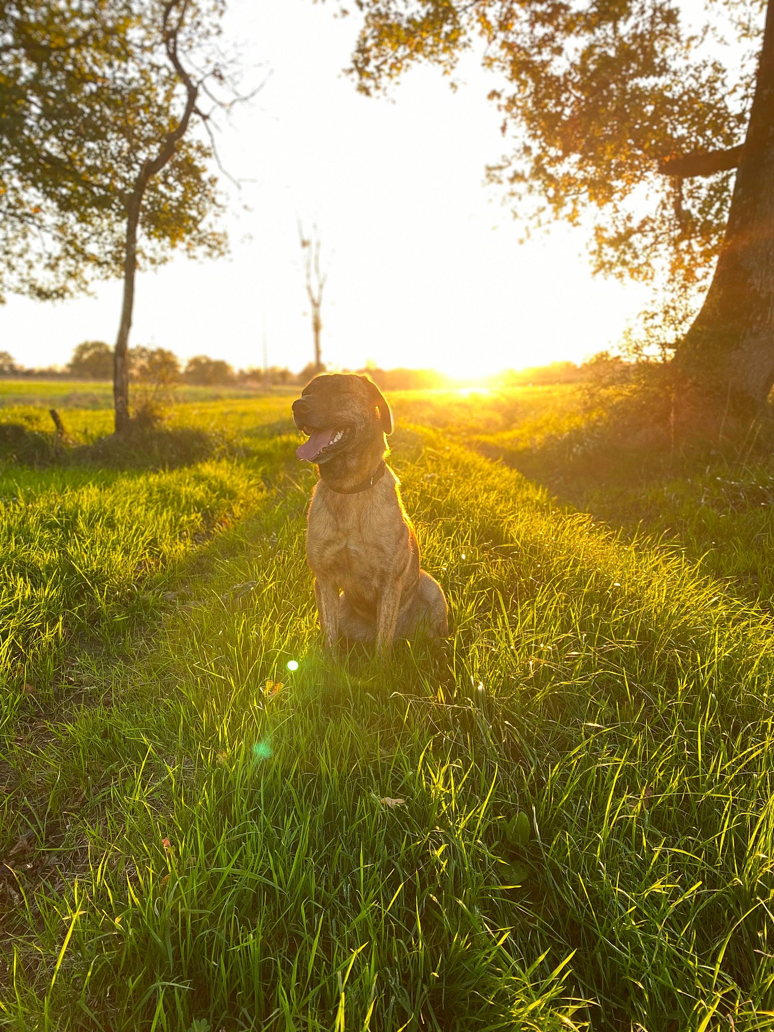 Prune participe au concours pour gagner de l'argent avec cette photo : carnivore, companion_dog, dog, dog_breed, dress, fawn, flower, grass, grassland, happy, landscape, lens_flare, meadow, natural_landscape, people_in_nature, plant, sky, sunrise, tints_and_shades, tree