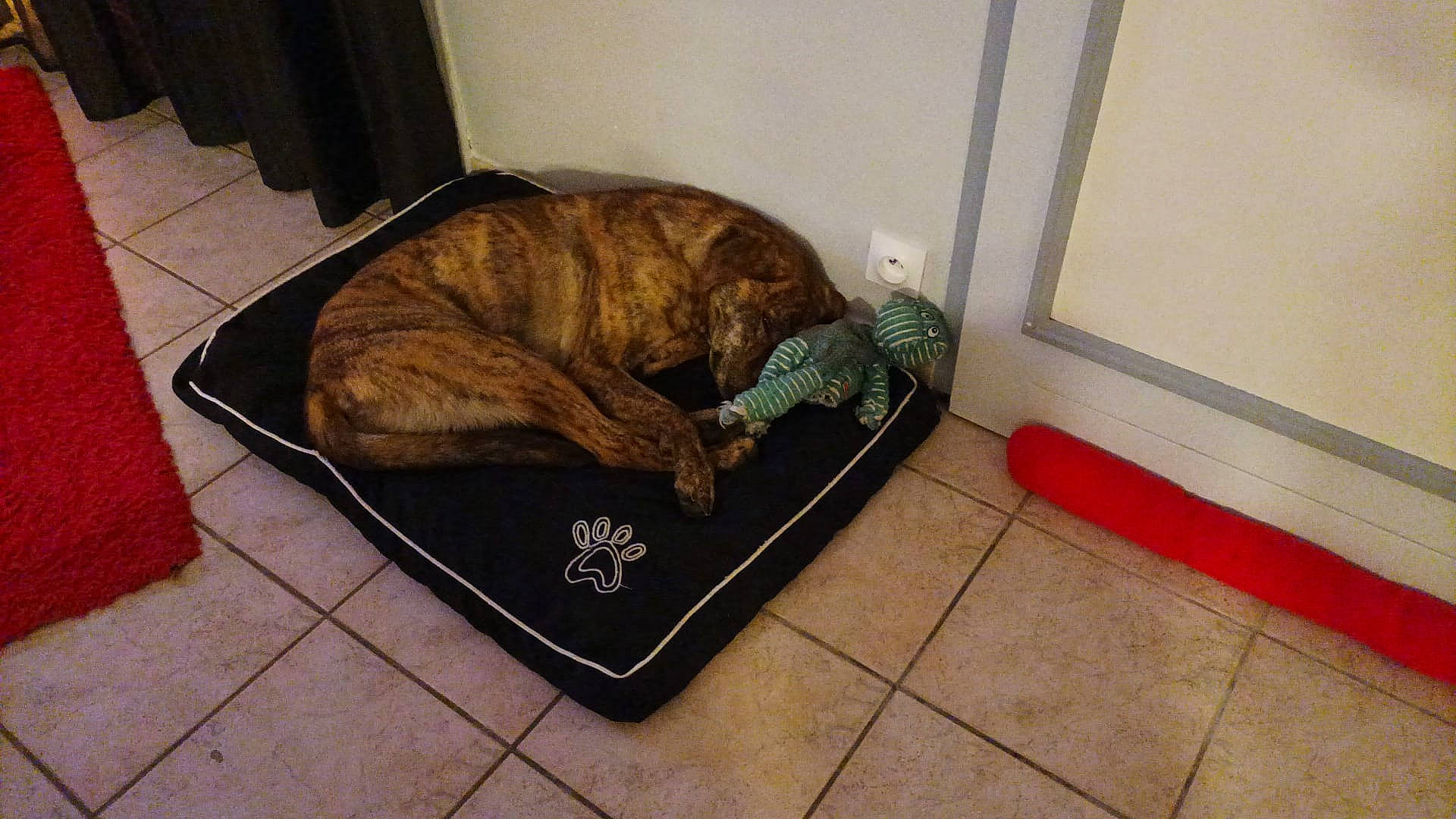 Prune a rejoint le concours — aidez-le/la à gagner de superbes lots ! art, carnivore, comfort, companion_dog, dog, dog_bed, dog_breed, door_mat, fawn, felidae, floor, flooring, fur, hardwood, liver, small_to_medium_sized_cats, studio_couch, tail, terrestrial_animal, wood