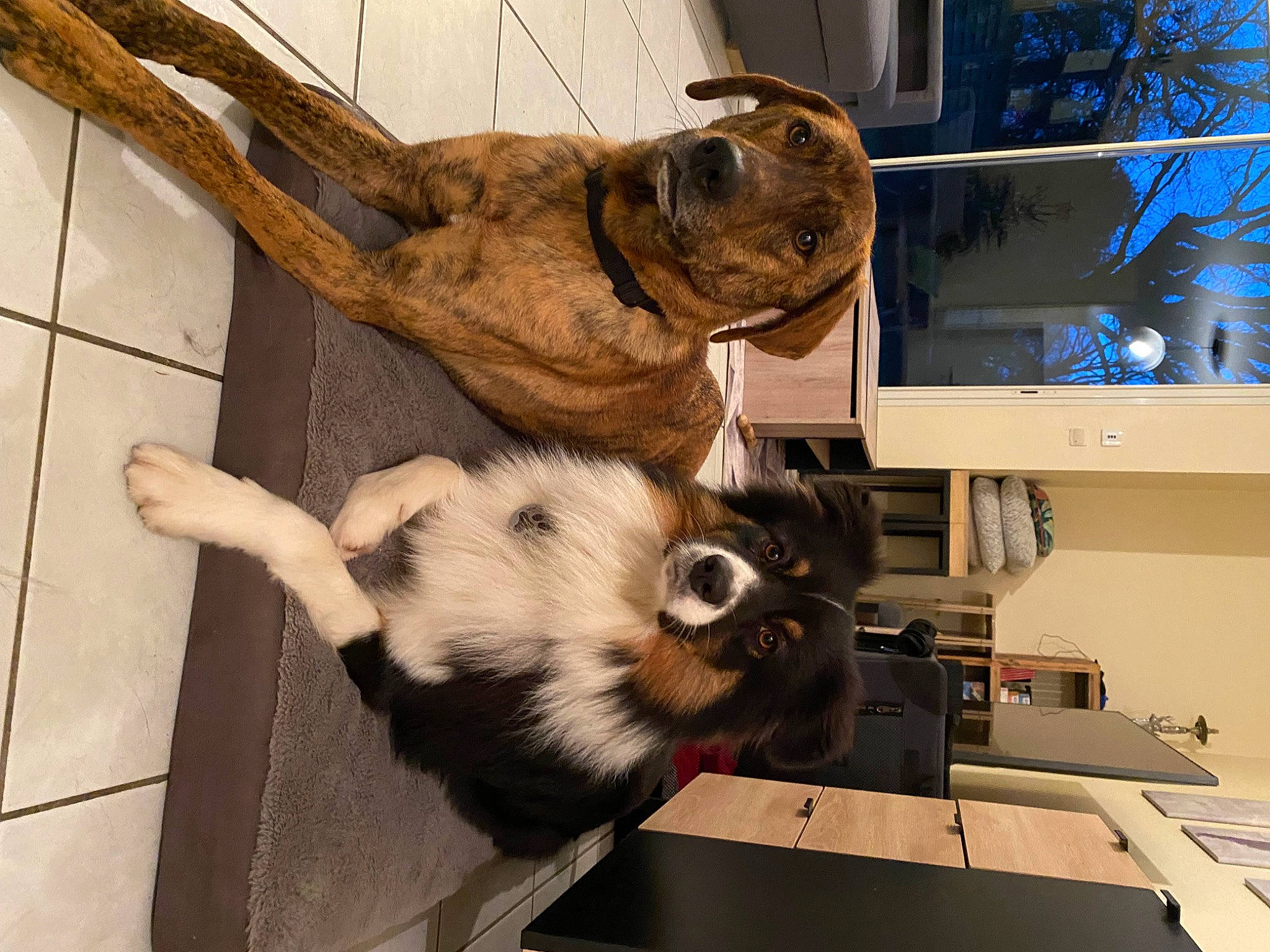 Prune participe au concours pour gagner de l'argent avec cette photo : canidae, companion_dog, computer_monitor, desk, display_device, dog_breed, fawn, felidae, fur, machine, natural_material, output_device, small_to_medium_sized_cats, snout, sporting_group, tail, terrestrial_animal, toy, whiskers, wood