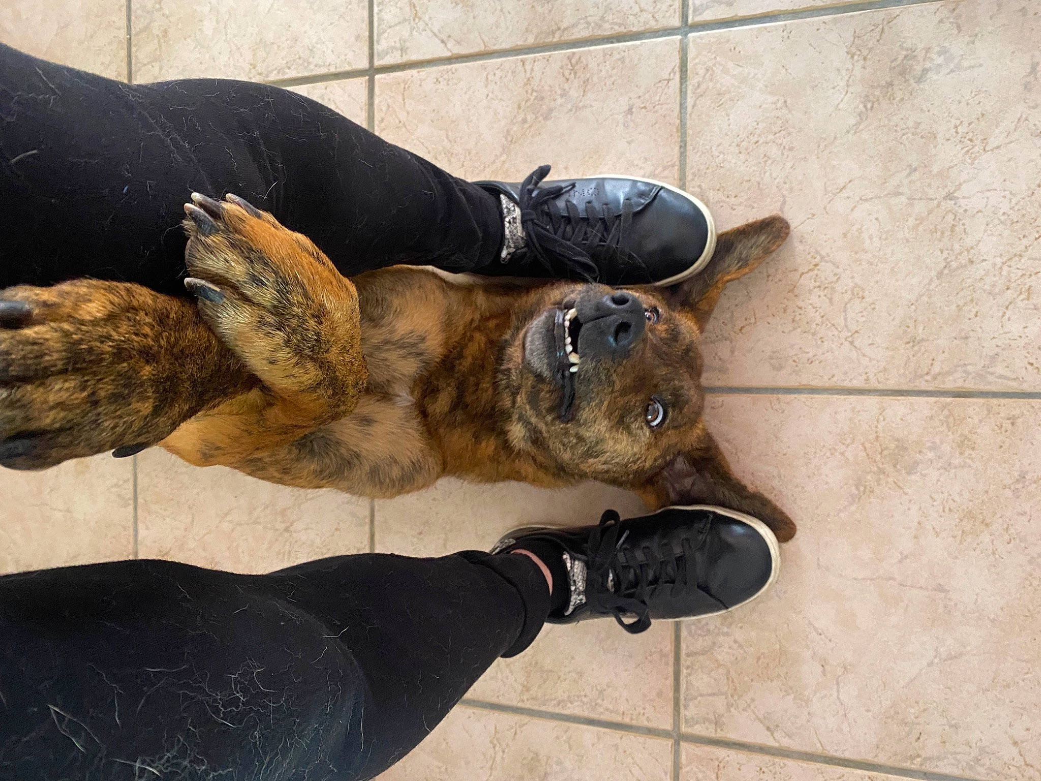 Prune participe au concours pour gagner de l'argent avec cette photo : carnivore, comfort, companion_dog, dog, dog_breed, dress, fawn, flooring, foot, footwear, gesture, glasses, human_leg, leg, outdoor_shoe, shoe, sneakers, snout, walking_shoe, wood