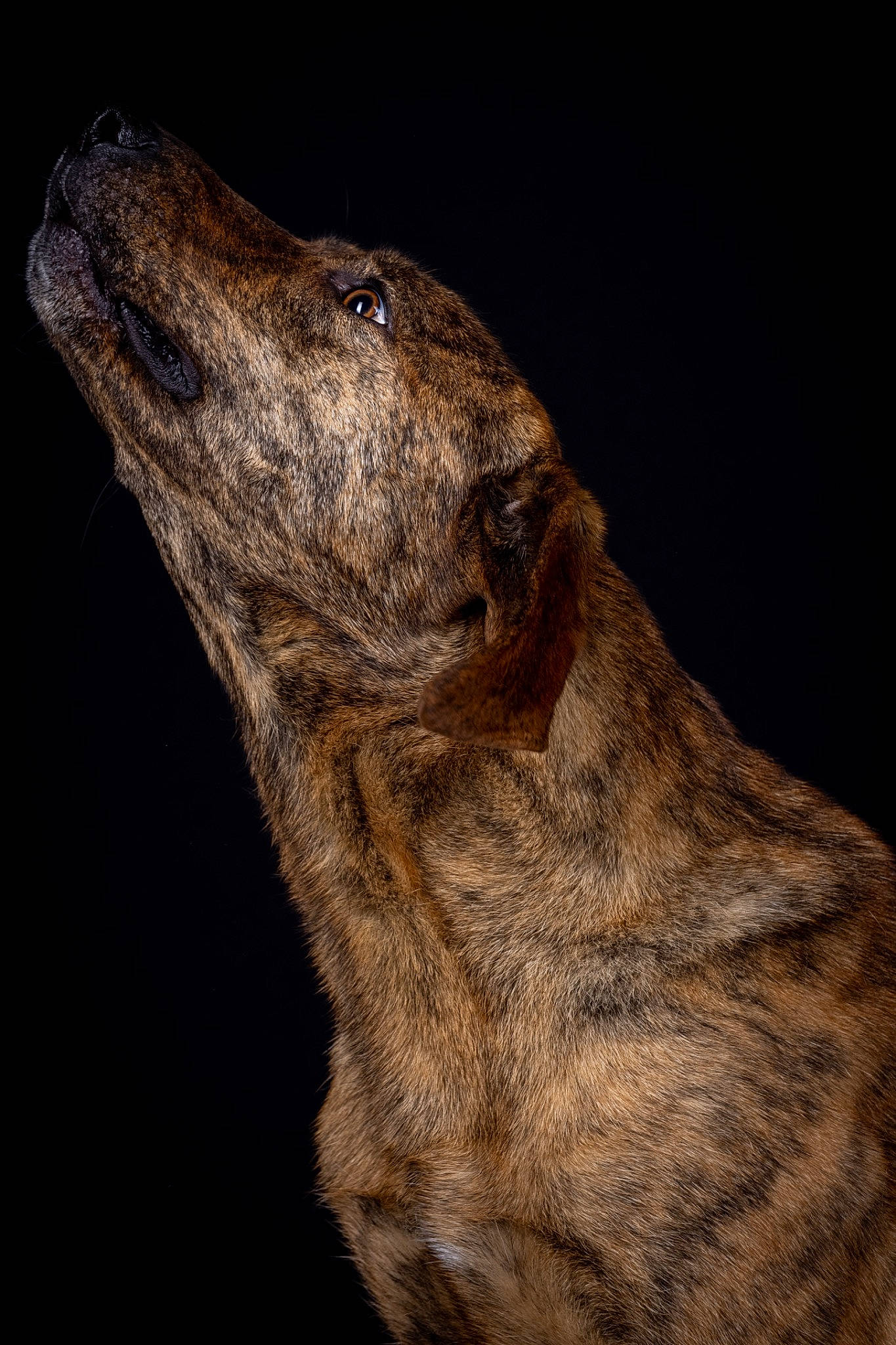 Prune participe au concours pour gagner de l'argent avec cette photo : ancient_dog_breeds, art, canidae, carnivore, darkness, dog, dog_breed, fawn, fur, liver, meerkat, mongoose, sighthound, sporting_group, street_dog, terrestrial_animal, whiskers, working_animal