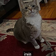 Irwin Alexander joined the competition — help win amazing prizes! animal, bed, cat, chair, curious, cute, domestic_animal, feline, floor, furniture, gray_cat, home, indoor, looking_up, pet, portrait, rug, sitting, white_paws, wood_floor
