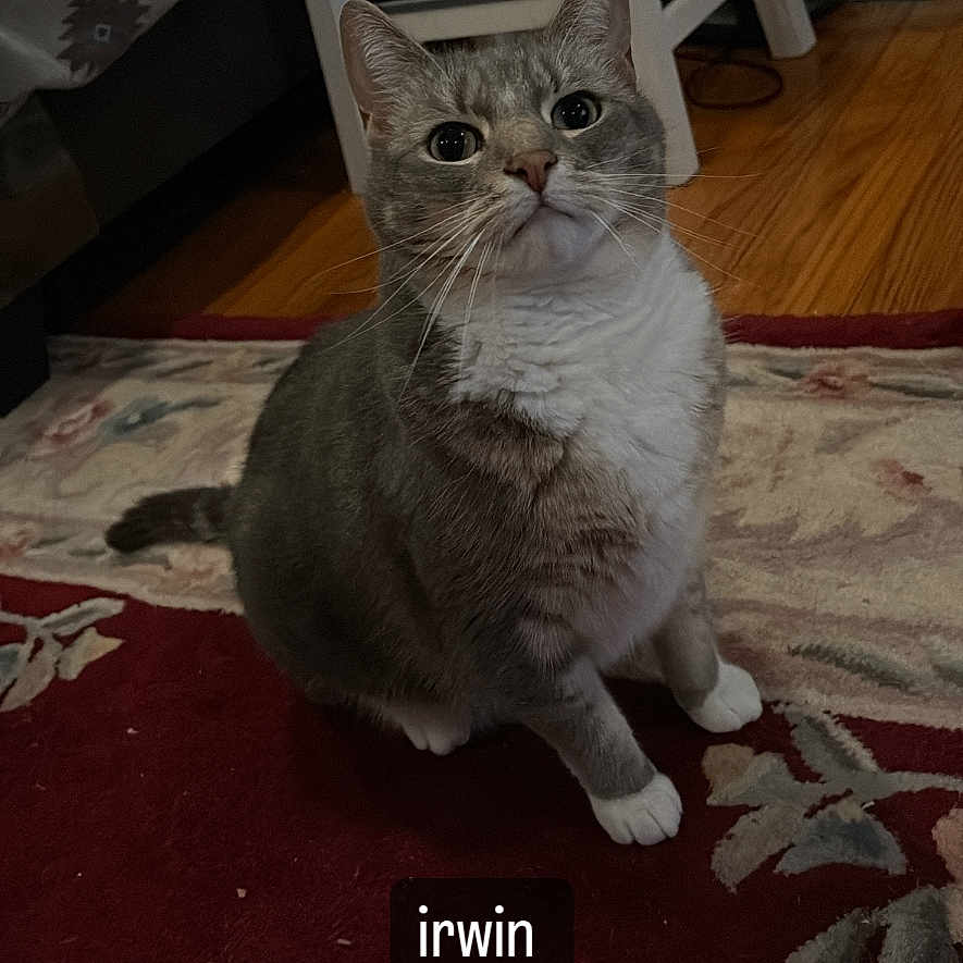 Irwin Alexander joined the competition — help win amazing prizes! animal, bed, cat, chair, curious, cute, domestic_animal, feline, floor, furniture, gray_cat, home, indoor, looking_up, pet, portrait, rug, sitting, white_paws, wood_floor