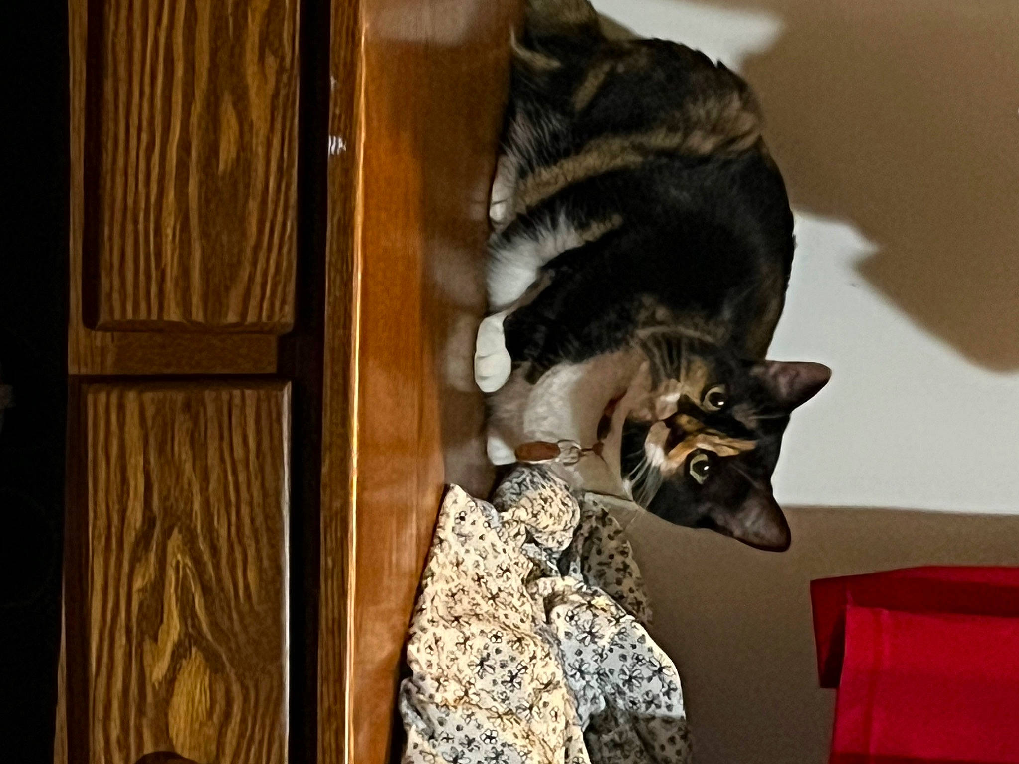 Callie joined the competition — help win amazing prizes! canidae, carnivore, cat, comfort, domestic_short_haired_cat, door, ear, felidae, fur, room, small_to_medium_sized_cats, snout, tail, whiskers, window, wood