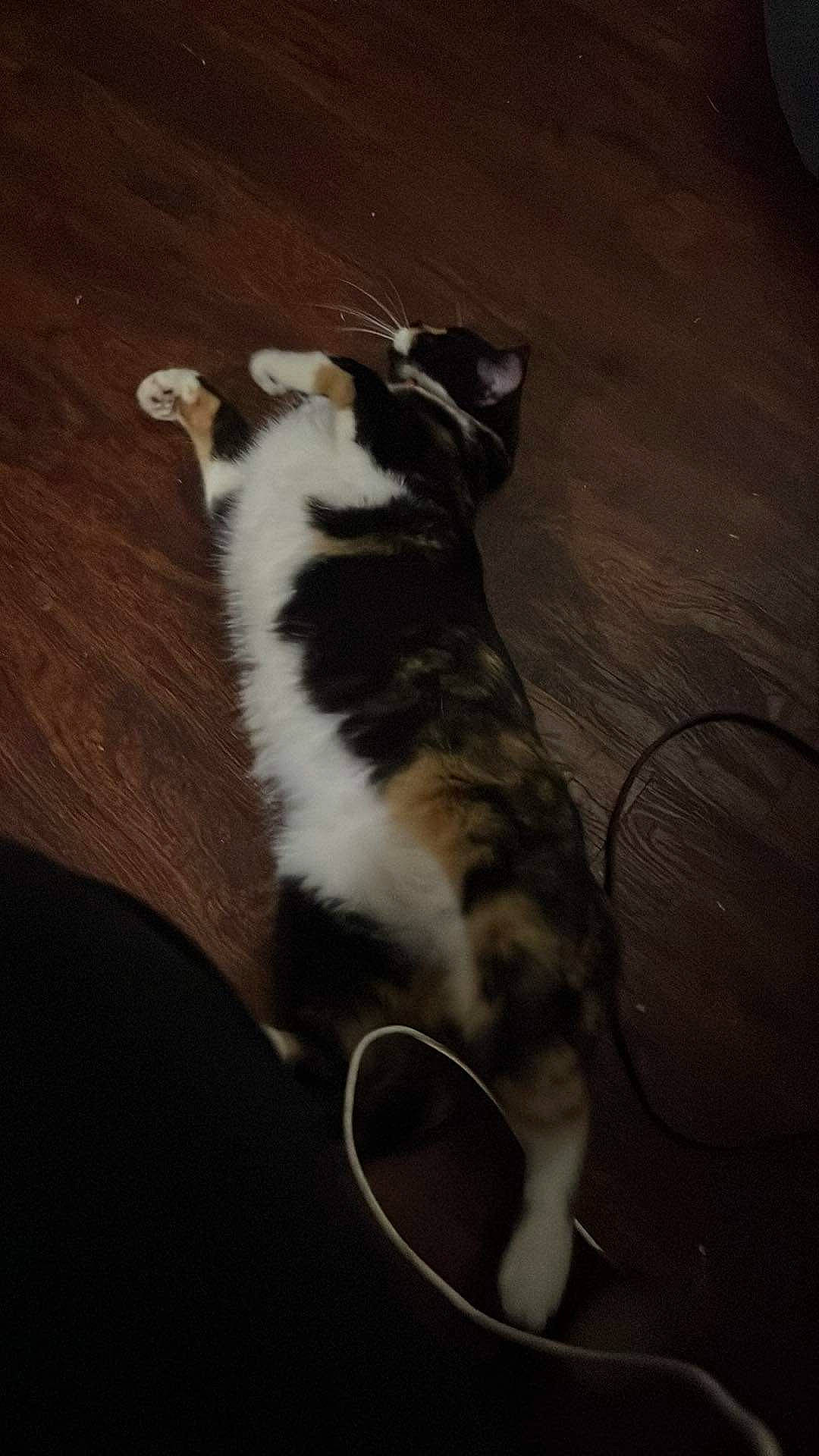 Callie is registered to the contest to win money with this photo: carnivore, cat, comfort, companion_dog, darkness, dog_breed, domestic_short_haired_cat, felidae, floor, flooring, foot, fur, hardwood, human_leg, paw, small_to_medium_sized_cats, tail, whiskers, wood, wood_flooring