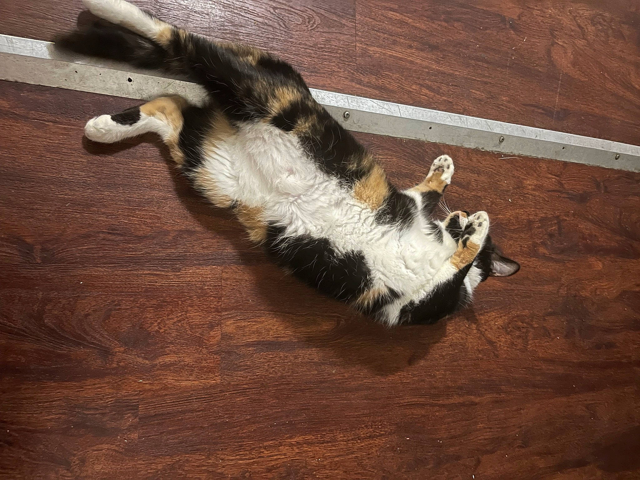 Callie is registered to the contest to win money with this photo: carnivore, cat, claw, dog_breed, fawn, felidae, flooring, fur, hardwood, laminate_flooring, paw, small_to_medium_sized_cats, snout, sporting_group, tail, terrestrial_animal, whiskers, wood, wood_flooring, wood_stain
