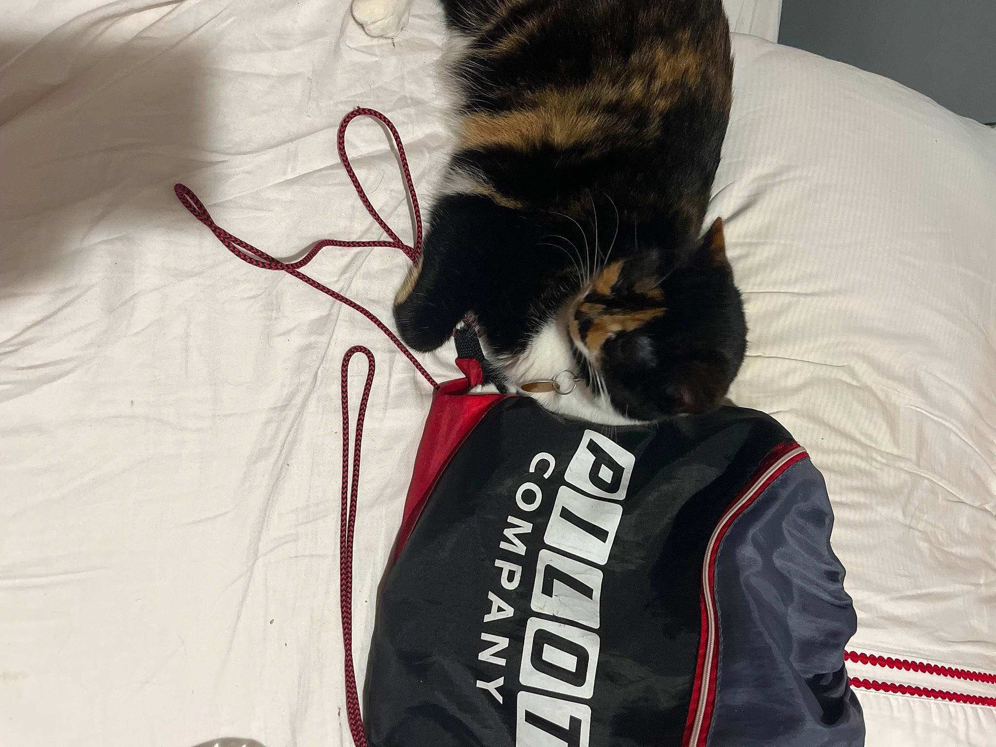 Callie joined the competition — help win amazing prizes! bag, bed, black_cat, canidae, carmine, carnivore, cat, comfort, domestic_short_haired_cat, eyewear, felidae, fur, grey, linens, sleeve, small_to_medium_sized_cats, t_shirt, tail, textile, whiskers