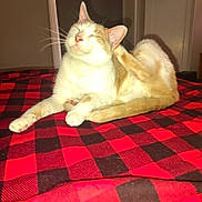 Tyler joined the competition — help win amazing prizes! animal, black, blanket, cat, checkered, comfort, cozy, ears, feline, fur, home, indoor, paw, pet, red, relaxed, resting, scratching, tail, whiskers