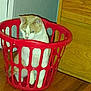 animal, cat, confined, domestic, ears, expression, feline, fur, household, indoor, laundry_basket, pet, plastic, quiet, red, sitting, still, whiskers, wooden_cabinet, wooden_floor
