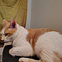 background, cat, close_up, comfortable, domestic_animal, ears, fabric, feline, fur, indoor, lounging, orange_and_white, paws, pet, relaxed, resting, side_view, texture, wall, whiskers