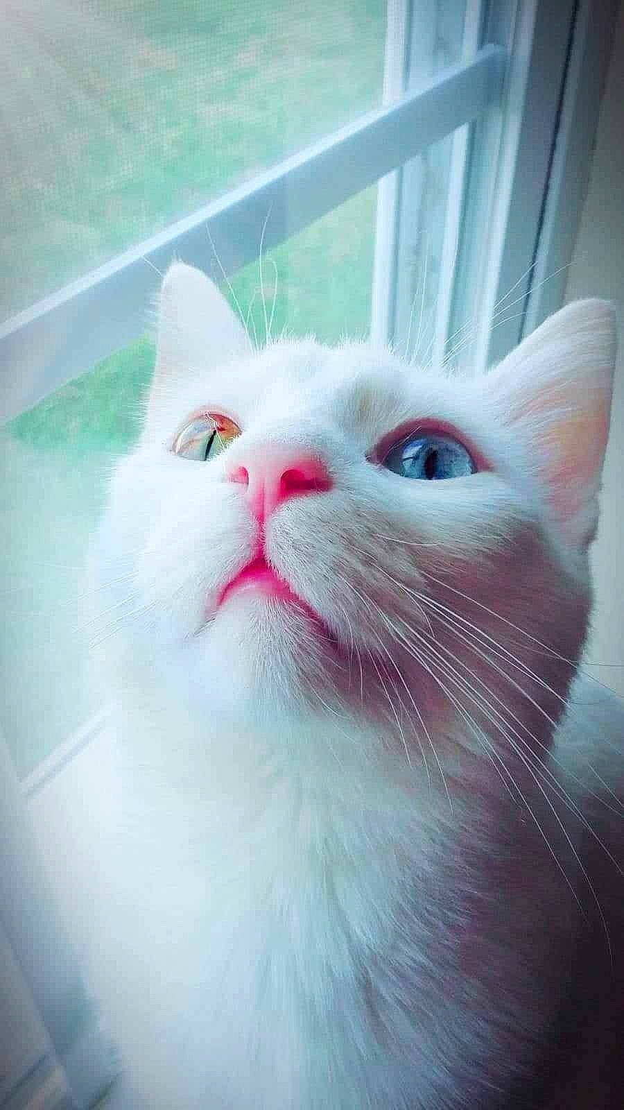 Ghost is registered to the contest to win money with this photo: carnivore, cat, domestic_short_haired_cat, felidae, fur, rectangle, small_to_medium_sized_cats, snout, square, tail, terrestrial_animal, whiskers, window