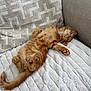Pumpkin joined the competition — help win amazing prizes! cat, kitten, orange_tabby, fur, paw, sleeping, relaxed, blanket, texture, couch, pillow, indoor, pet, cute, mammal, animal, cozy, resting, soft, comfort