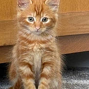 Pumpkin is registered to the contest to win money with this photo: kitten, cat, orange_tabby, feline, pet, indoor, carpet, wooden_cabinet, metal_bowl, food_bowl, fur, whiskers, ears, cute, young_animal, animal, domestic_cat, sitting, curious, eyes