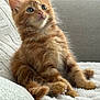 Pumpkin joined the competition — help win amazing prizes! kitten, cat, orange_tabby, fluffy, pet, cute, young_cat, indoor, feline, whiskers, soft_blanket, curious, sitting, cozy, domestic_animal, closeup, furry, relaxed, comfortable, adorable