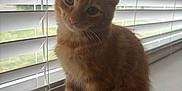 Pumpkin joined the competition — help win amazing prizes! cat, kitten, orange_tabby, windowsill, blinds, pet, feline, curious, fluffy, indoor, young_cat, adorable, head_tilt, whiskers, tail, soft_light, window, domestic_cat, cute, animal