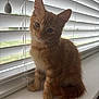 cat, kitten, orange_tabby, windowsill, blinds, pet, feline, curious, fluffy, indoor, young_cat, adorable, head_tilt, whiskers, tail, soft_light, window, domestic_cat, cute, animal