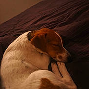 Aladin a rejoint le concours — aidez-le/la à gagner de superbes lots ! animal, bed, blanket, brown, canine, comfort, cozy, curled_up, dog, fur, indoor, peaceful, pet, quiet, relaxation, resting, sleeping, snug, warm_lighting, white