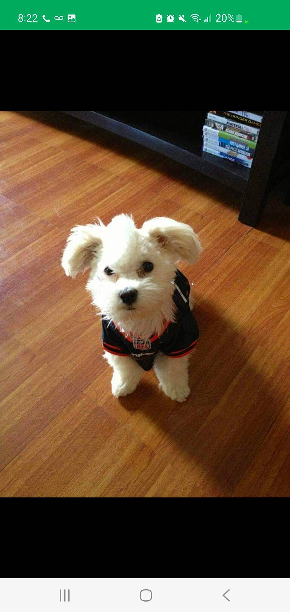 Snoopy is registered to the contest to win money with this photo: camera, carnivore, companion_dog, computer_keyboard, computer_monitor, dog, dog_breed, dog_clothes, dog_supply, fawn, floor, flooring, hardwood, laminate_flooring, small_terrier, terrier, toy_dog, wood, wood_stain, working_animal