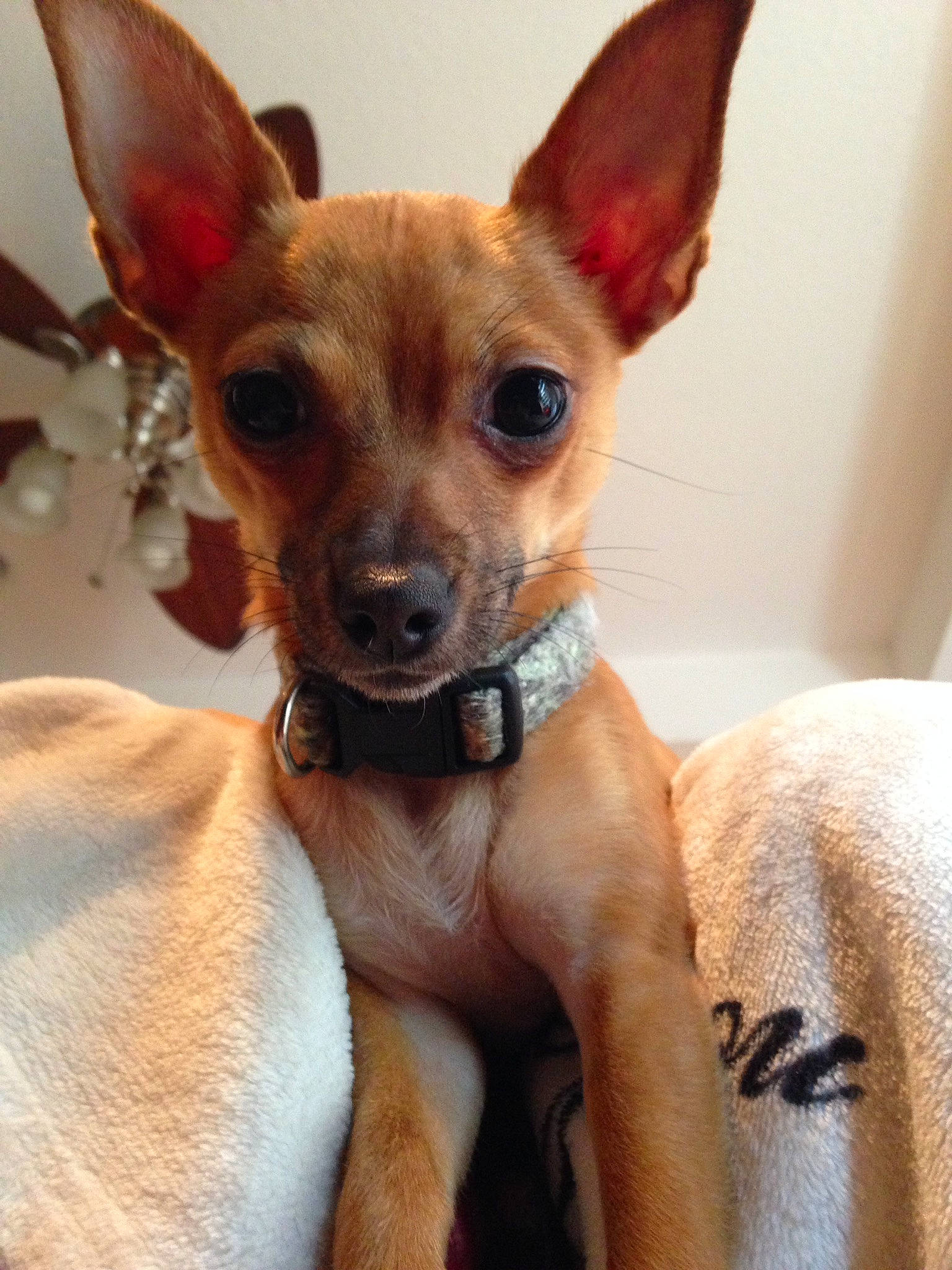 Miko joined the competition — help win amazing prizes! canidae, carnivore, chihuahua, companion_dog, corgi_chihuahua, dog, dog_breed, ear, english_toy_terrier, fawn, mammal, miniature_pinscher, prazsky_krysarik, puppy, rare_breed_dog, russkiy_toy, snout, toy_dog, toy_fox_terrier, vertebrate