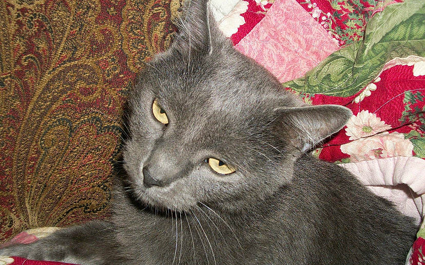 Mystery is registered to the contest to win money with this photo: black_cat, carmine, carnivore, cat, domestic_short_haired_cat, felidae, fur, grey, pattern, russian_blue, small_to_medium_sized_cats, snout, terrestrial_animal, whiskers