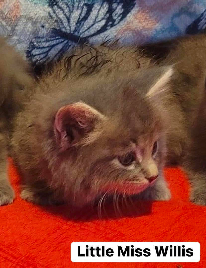 Miss Wilis joined the competition — help win amazing prizes! carnivore, cat, cat_supply, claw, comfort, domestic_short_haired_cat, felidae, fur, paw, photo_caption, plant, publication, small_to_medium_sized_cats, snout, tail, terrestrial_animal, whiskers