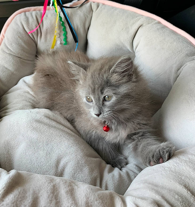 Miss Wilis is registered to the contest to win money with this photo: british_longhair, carnivore, cat, cat_bed, claw, comfort, domestic_short_haired_cat, ear, felidae, fur, grey, nap, paw, small_to_medium_sized_cats, snout, terrestrial_animal, whiskers