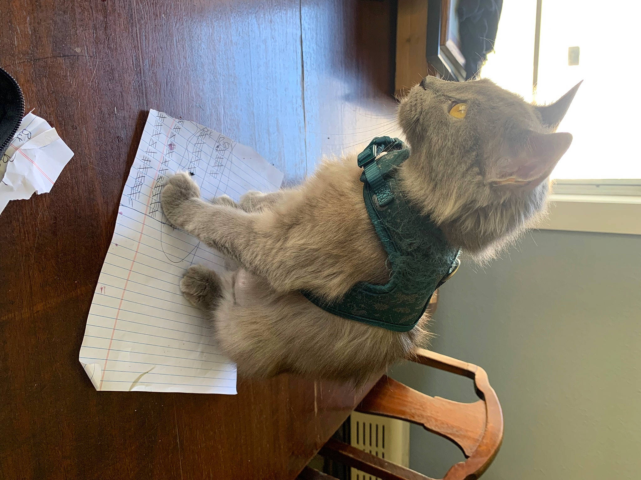 Miss Wilis is registered to the contest to win money with this photo: