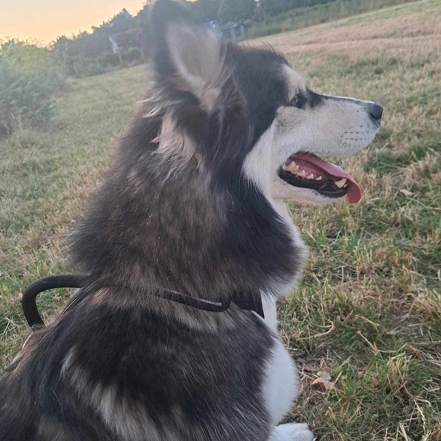 Droop participe au concours pour gagner de l'argent avec cette photo : animal, canine, dog, ears, field, fur, grass, happy, harness, leash, muzzle, nature, outdoor, pet, quiet, side_view, sky, sunset, tongue, trees