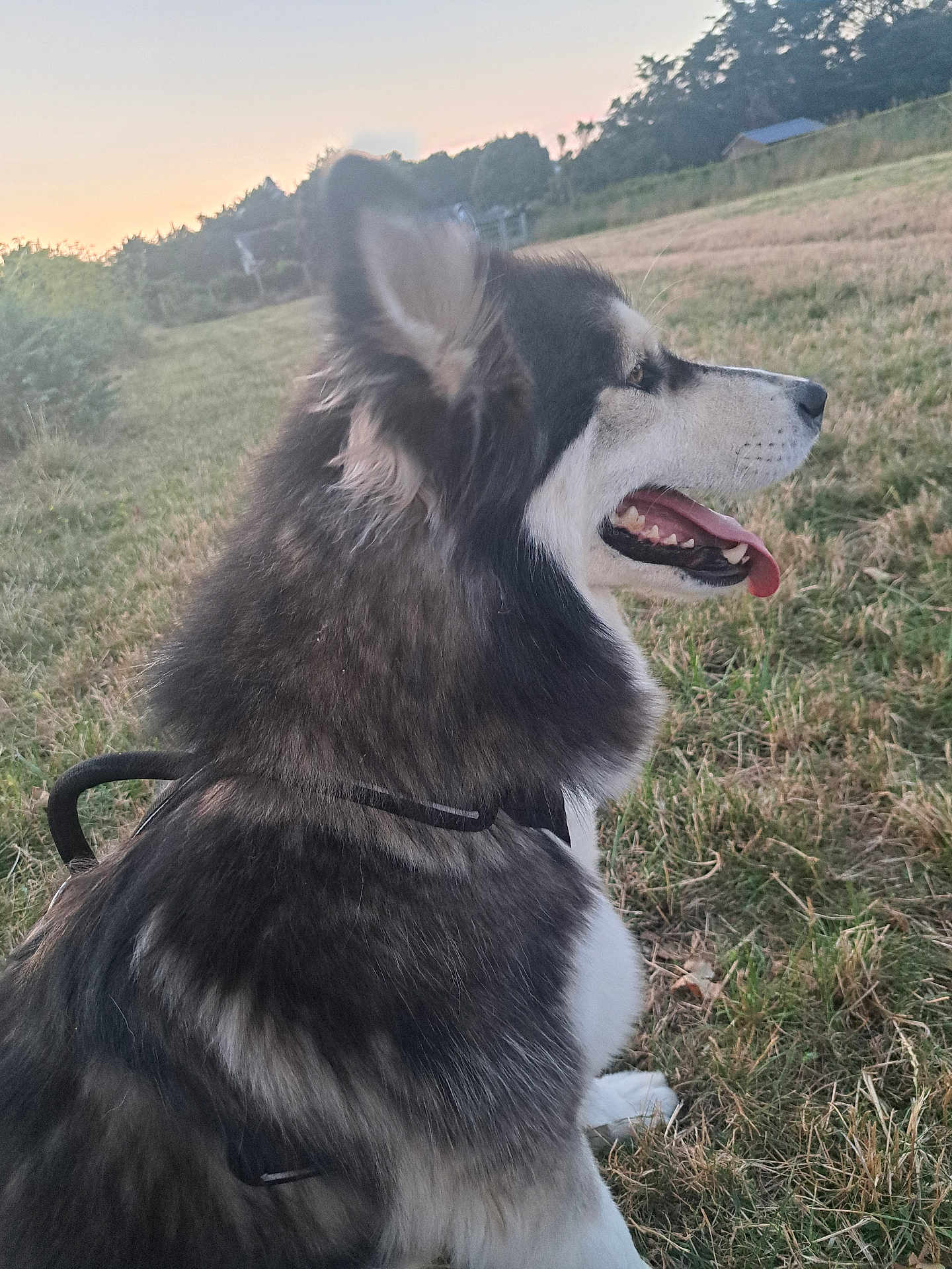 Droop participe au concours pour gagner de l'argent avec cette photo : animal, canine, dog, ears, field, fur, grass, happy, harness, leash, muzzle, nature, outdoor, pet, quiet, side_view, sky, sunset, tongue, trees
