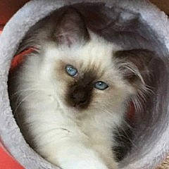 Sweetie participe au concours pour gagner de l'argent avec cette photo : balinese, birman, carnivore, cat, fawn, felidae, fur, iris, ragdoll, siamese, small_to_medium_sized_cats, terrestrial_animal, thai, whiskers