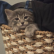 Edagr Allen Poe is registered to the contest to win money with this photo: kitten, cat, basket, woven, gray_fur, paw, curious, cozy, indoor, clothing, fabric, texture, pet, cute, animal, feline, soft, resting, young_cat, home