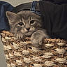 kitten, cat, basket, woven, gray_fur, paw, curious, cozy, indoor, clothing, fabric, texture, pet, cute, animal, feline, soft, resting, young_cat, home