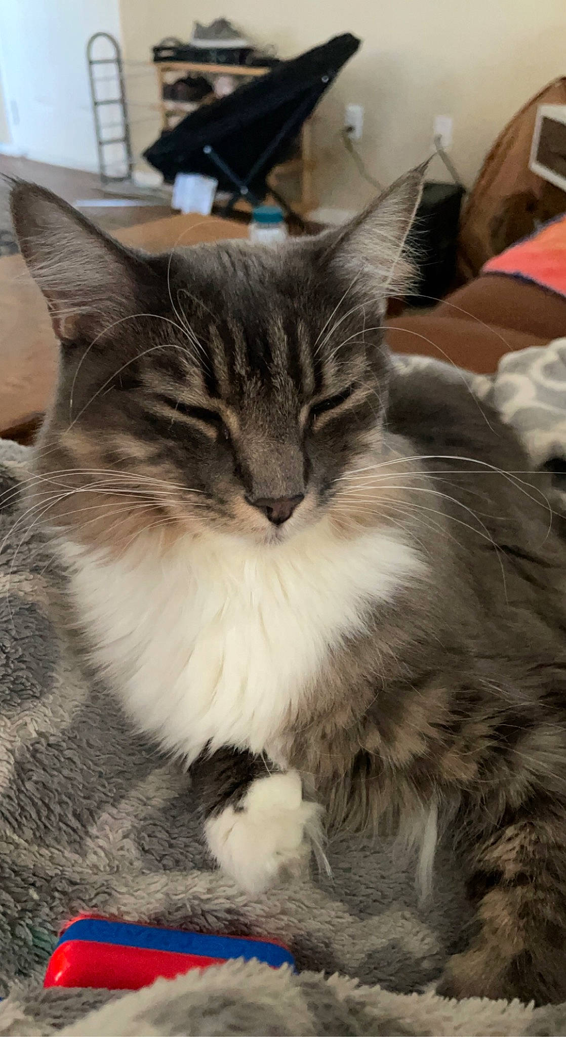 Eve joined the competition — help win amazing prizes! carnivore, cat, claw, comfort, domestic_short_haired_cat, felidae, fur, paw, plant, small_to_medium_sized_cats, snout, tail, terrestrial_animal, whiskers, window