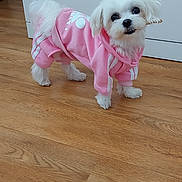 Nala participe au concours pour gagner de l'argent avec cette photo : adorable, animal, cabinet, clothing, companion, curious, cute, dog, domestic, fur, hoodie, household, indoor, looking, pet, pink_hoodie, small_dog, standing, white_dog, wooden_floor