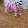 adorable, animal, cabinet, clothing, companion, curious, cute, dog, domestic, fur, hoodie, household, indoor, looking, pet, pink_hoodie, small_dog, standing, white_dog, wooden_floor