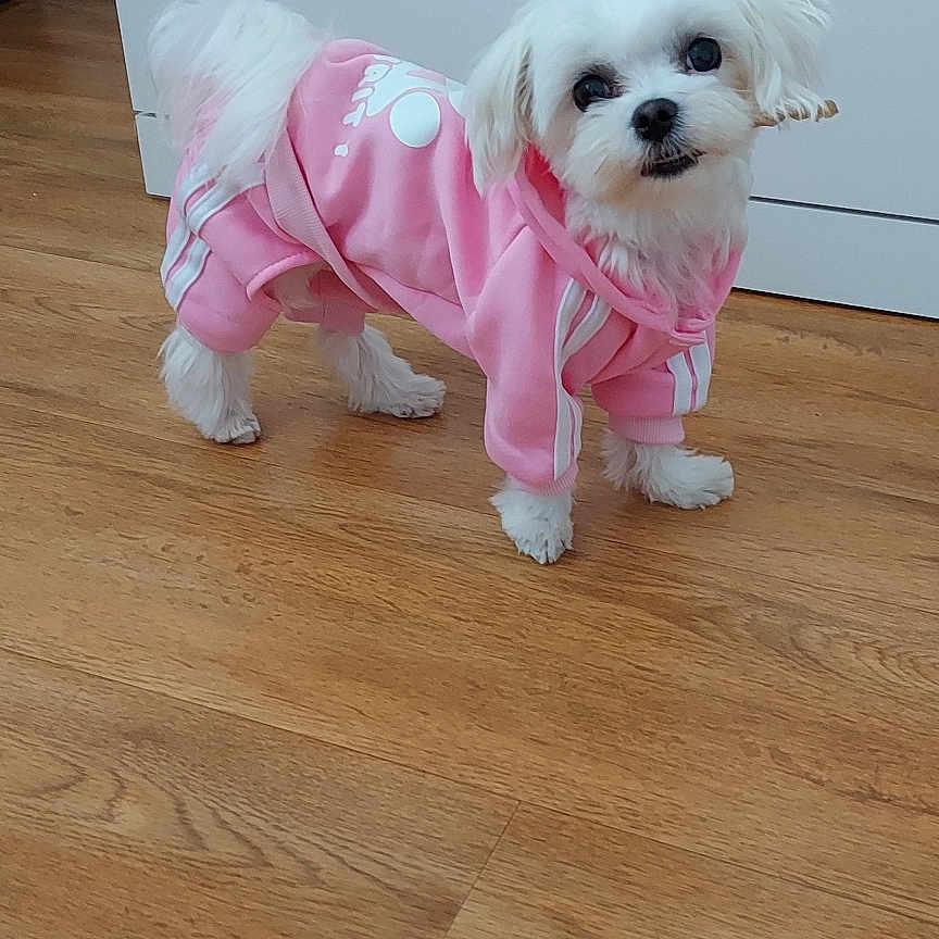Nala
