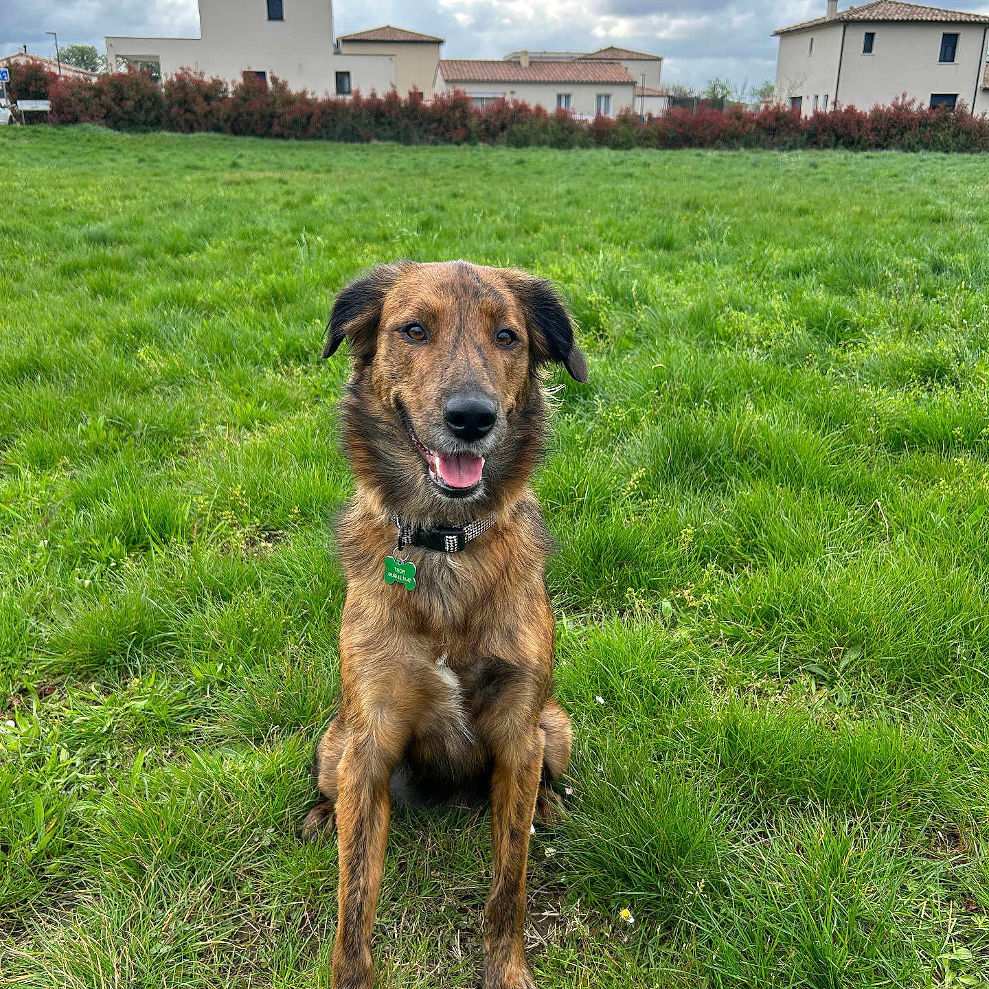 Thor participe au concours pour gagner de l'argent avec cette photo : animal, architecture, building, canine, countryside, dog, field, grass, grassland, hound, housing, lawn, nature, outdoors, pet, plant, puppy, rural, shelter, yard