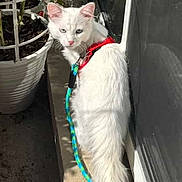 Mickey joined the competition — help win amazing prizes! animal, cat, closeup, concrete, curious, domestic_animal, fluffy, glass_door, harness, leash, nature, outdoor, pet, plant, potted_plant, shadow, sidewalk, sunlight, tail, white_cat