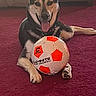 Wren is registered to the contest to win money with this photo: animal, black_and_tan, books, cabinet, canine, carpet, dog, furniture, home, indoor, living_room, lying_down, pet, pointed_ears, portrait, sitting, soccer_ball, sports, tongue_out, toy