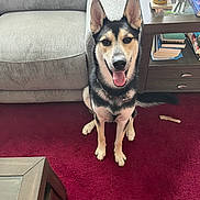 Wren is registered to the contest to win money with this photo: black_and_tan, books, canine, carpet, chew_bone, coffee_table, collar, dog, dog_toy, indoor, leash, living_room, open_mouth, pet, pointed_ears, portrait, sitting, smiling, sofa, water_bottle
