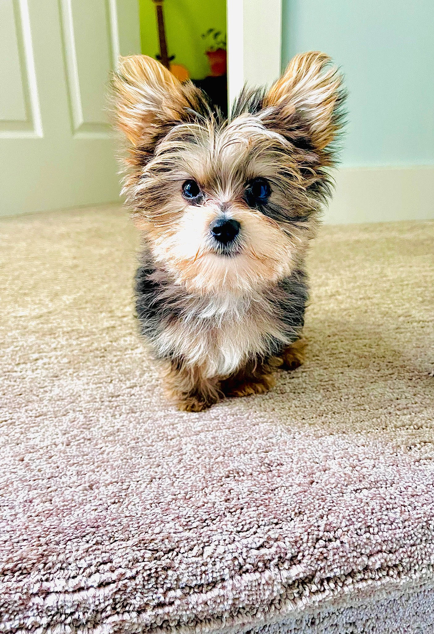 Griffin joined the competition — help win amazing prizes! biewer_terrier, canidae, carnivore, collar, companion_dog, dog, dog_breed, dog_supply, door, fawn, flooring, fur, road_surface, small_terrier, snout, sporting_group, terrier, toy_dog, working_animal, yorkshire_terrier