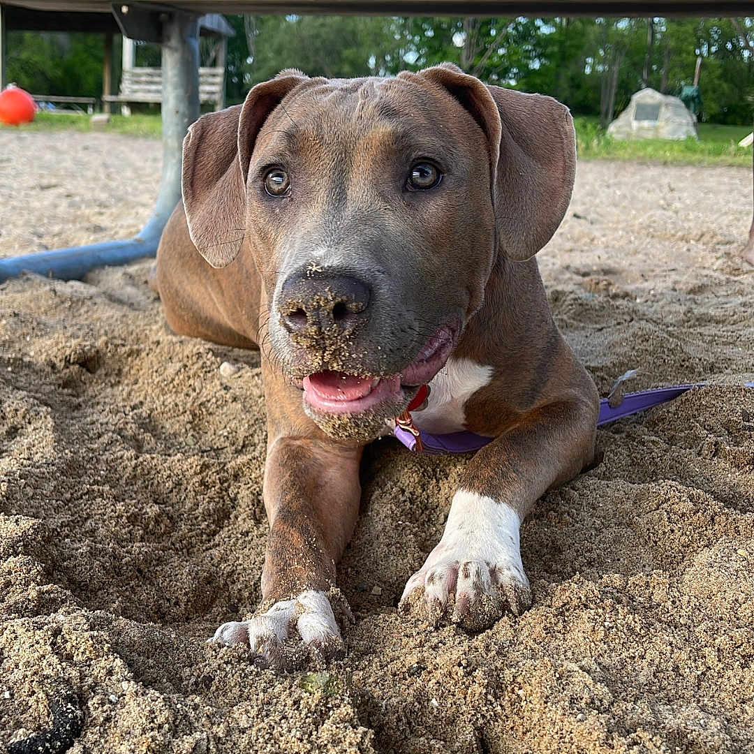 Stella Rose joined the competition — help win amazing prizes! animal, architecture, building, canine, clothing, dog, footwear, grass, nature, outdoorplayarea, outdoors, park, pet, plant, playarea, puppy, shelter, shoe, soil, tree