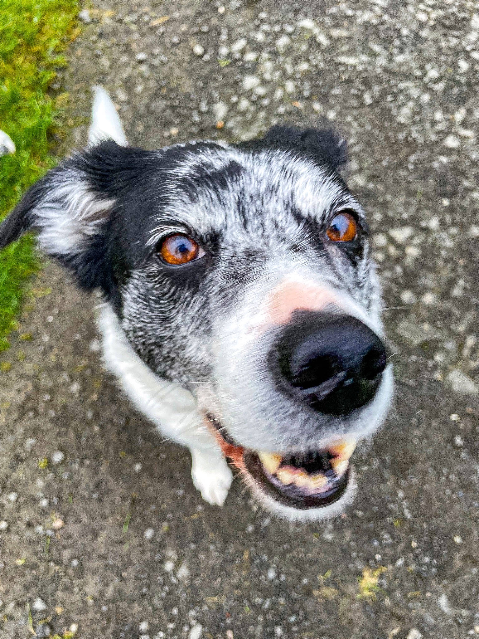 Marley joined the competition — help win amazing prizes! canidae, carnivore, collar, companion_dog, dog, dog_breed, fur, grass, herding_dog, plant, snout, sporting_group, terrestrial_animal, whiskers, working_animal, working_dog