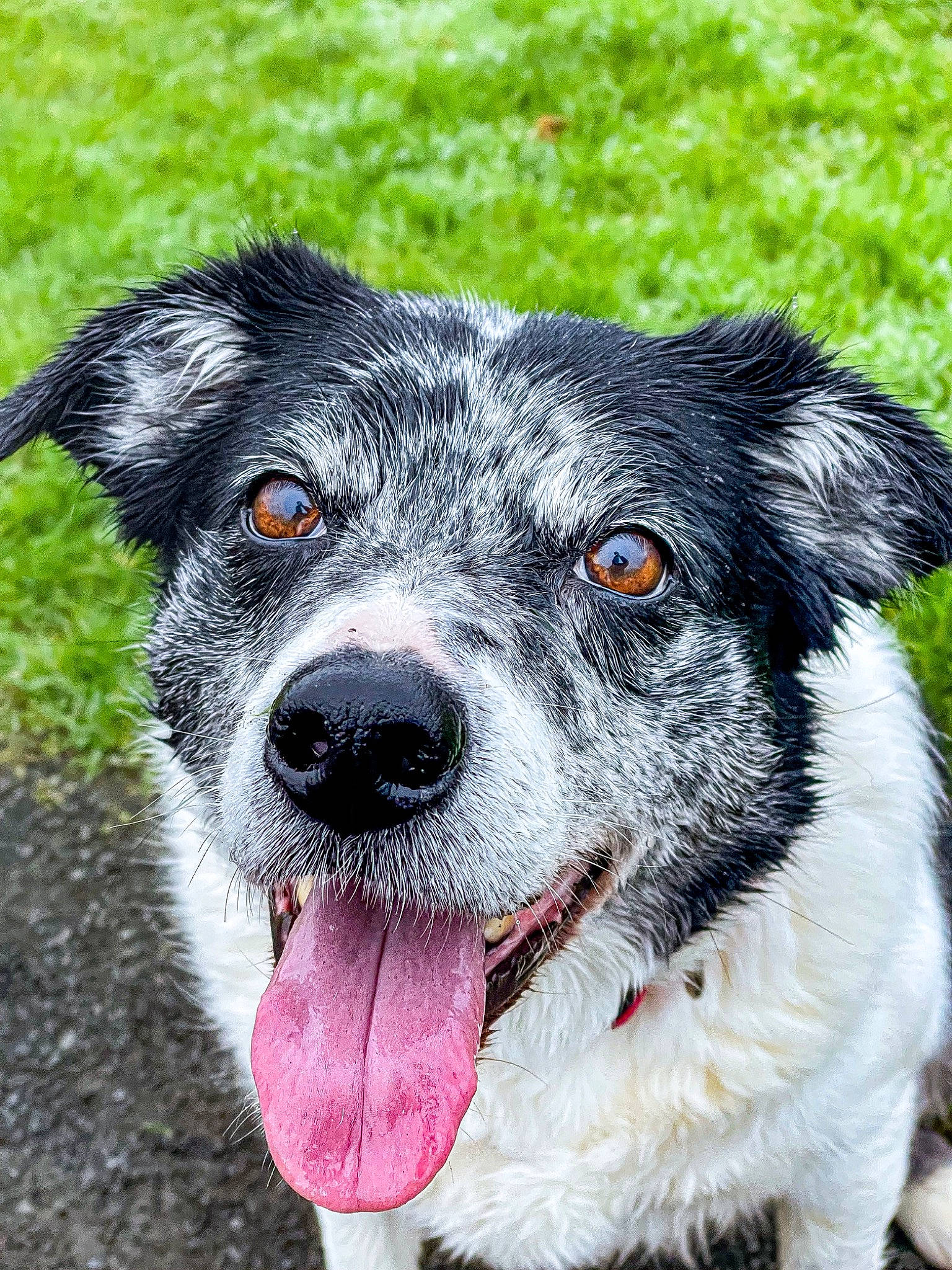 Marley is registered to the contest to win money with this photo: canidae, carnivore, collar, companion_dog, dog, dog_breed, dog_collar, fur, grass, plant, puppy, snout, sporting_group, whiskers, working_animal, working_dog