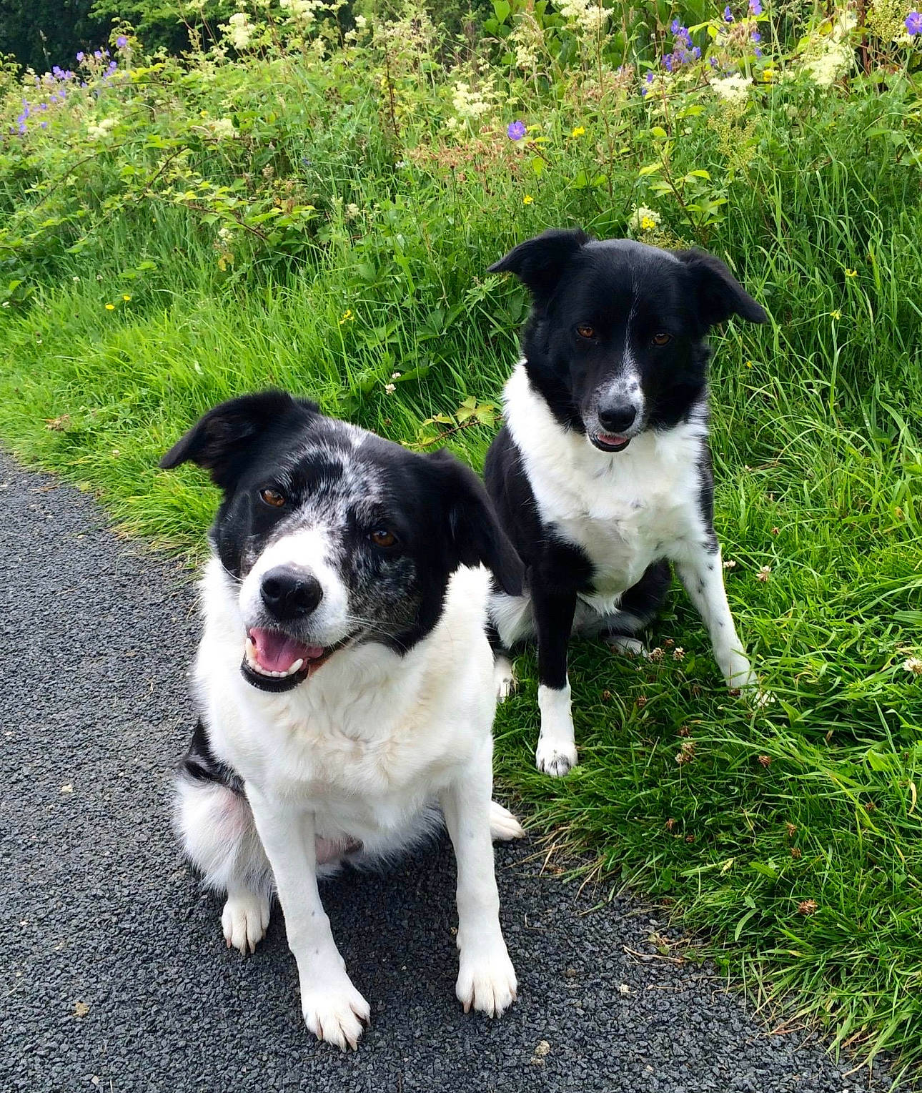 Marley joined the competition — help win amazing prizes! borador, border_collie, canidae, carnivore, collar, companion_dog, dog, dog_breed, dog_collar, grass, herding_dog, hunting_dog, plant, snout, sporting_group, tail, working_animal, working_dog